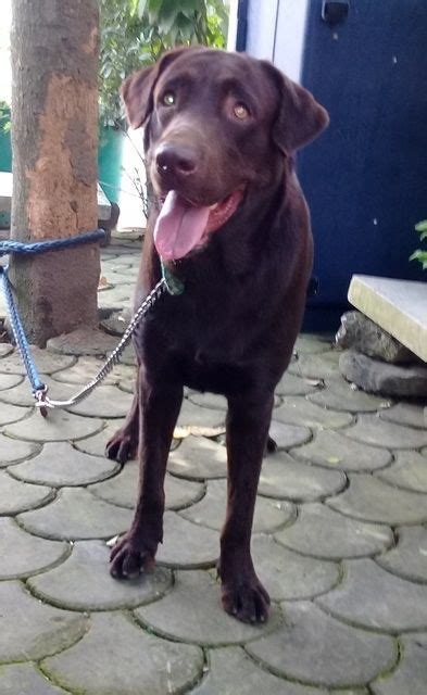 Labrador Retriever For Sale in Philippines (8).